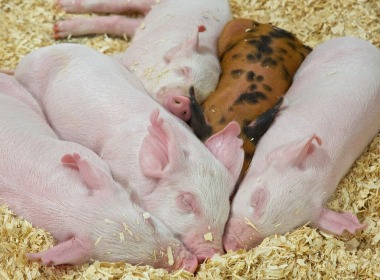 養(yang)豬人必(bi)看！仔豬(zhu)斷奶應(ying)激原理(li)、影響因(yin)素及預(yu)防方法(fa)！