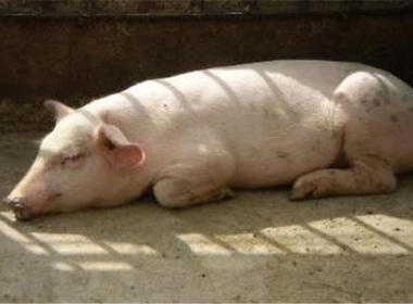 母豬(zhu)産後厭(yan)食的防(fang)治