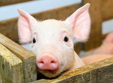 豬(zhu)飼料選(xuan)擇要避(bi)開四大(da)誤區